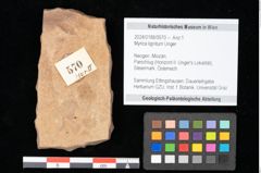 Foto (Objekt + Etikett) von Myrica lignitum Unger (NHMW-GEO-2024-0188-0570)